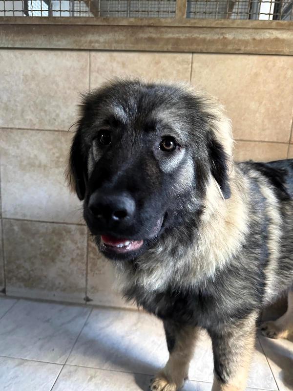 VIENNA CUCCIOLA PASTORE DEL CAUCASO Foto 3